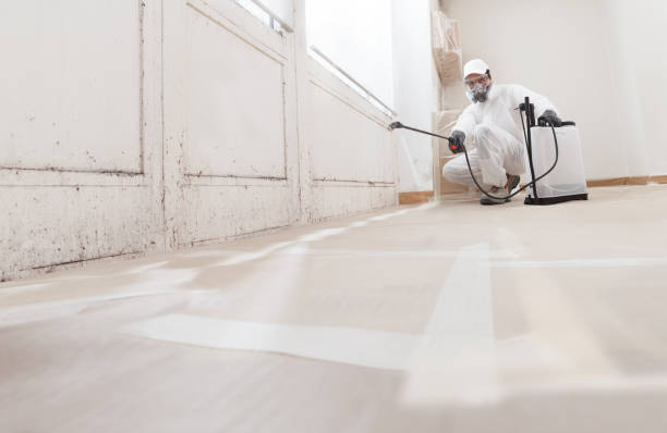 Black mold remediation team in Groveland